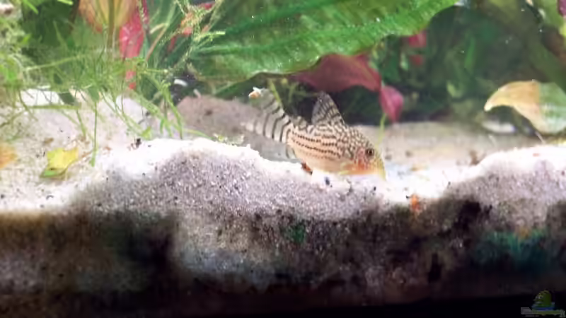 Cory Junior von cupra2009 (14)