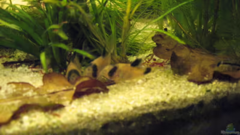 Cory Panda von Gerd Zimmermann (16)