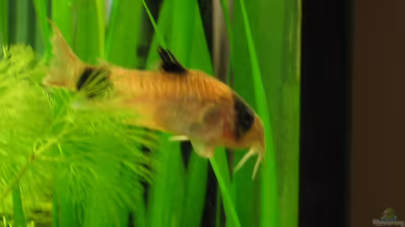 Cory Panda von Gerd Zimmermann (20)