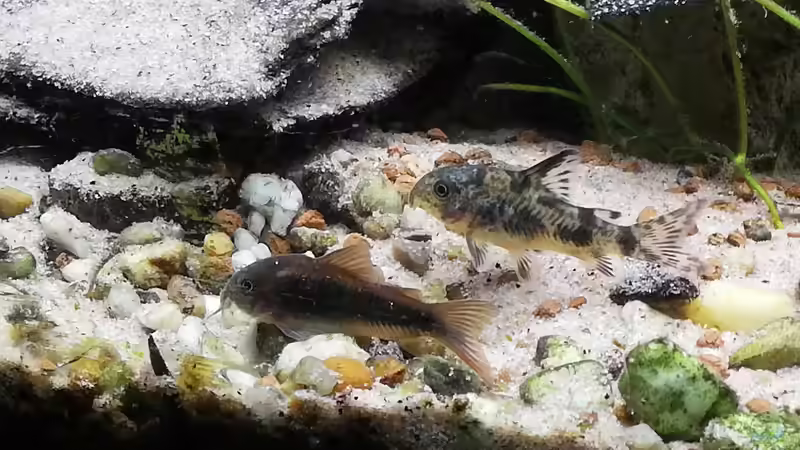 cory Parade von ErfurtOldy (72)