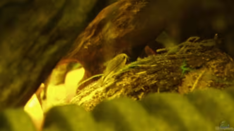 Cory Pigmaeus von Tobias Kappe (7)