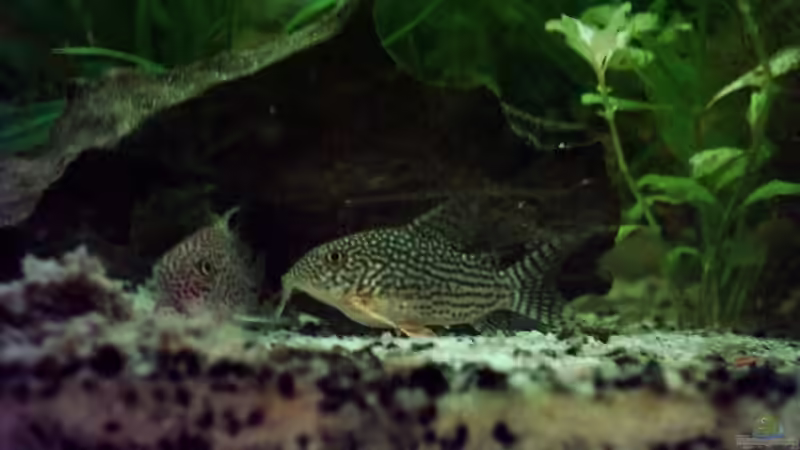 Cory sterbei und Cory julii von Christine Schebesta (15)