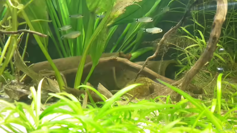 Cory und 1 Salmler von mikeschchaos (8)