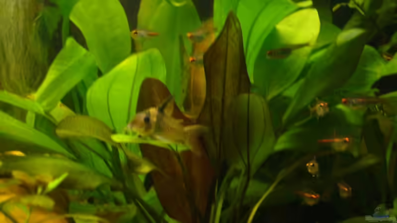 cory und die Salmer von AlexK (8)