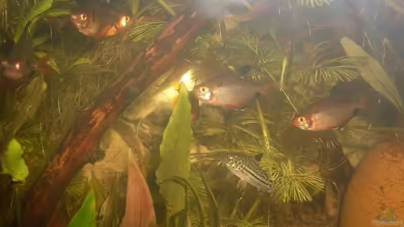 cory und salmler durcheinander verstehen sich prächtig von lichterschein (25)