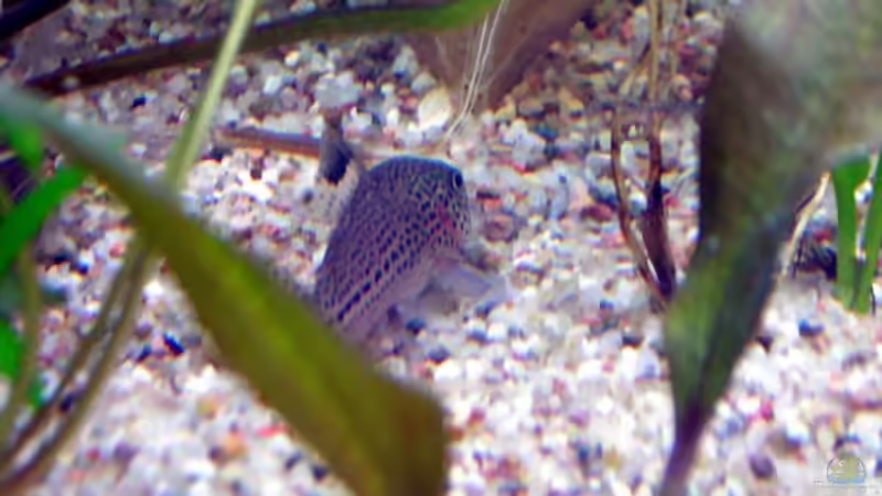 Cory von Antje und Daniel (27)