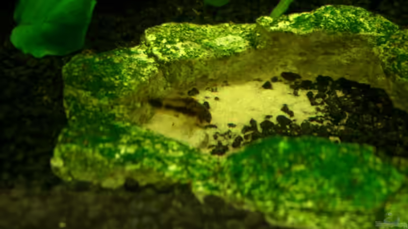 Cory von DerAusDemNixKam (11)