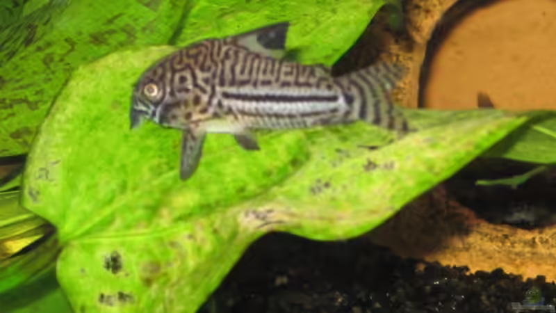 Cory von SirPaddy (7)