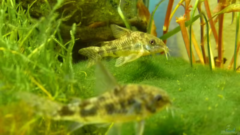 Cory von tanja4 (12)