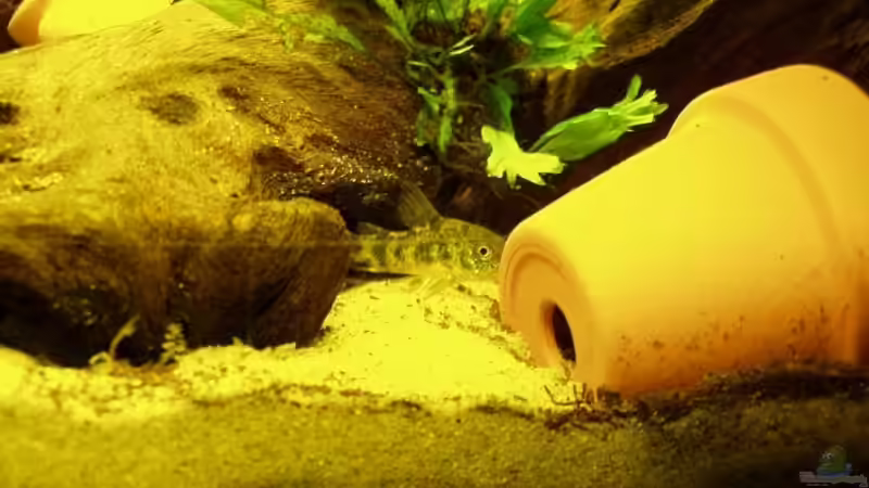 Cory von Tobias Kappe (8)