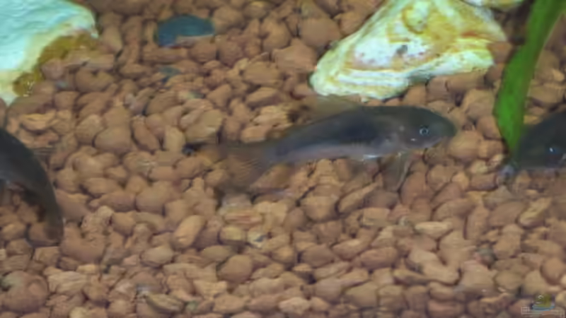 Cory von Werner Müller (25)