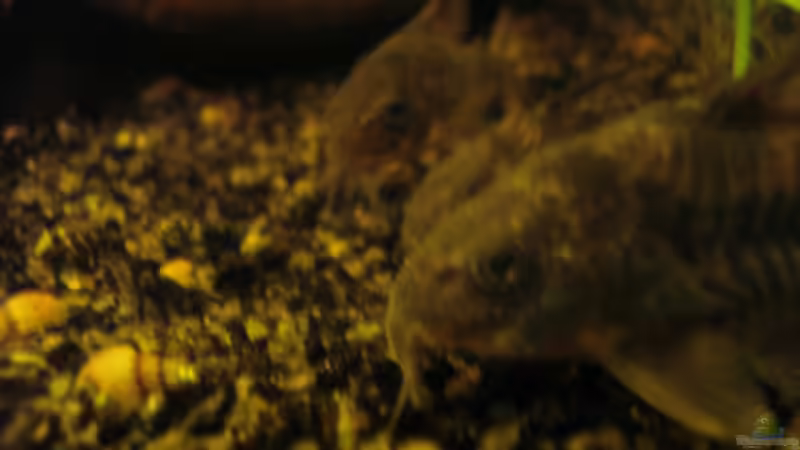 Cory W (vorn) mit 2 Männchen (07.08.2012) von Südamerikafreak BK (43)