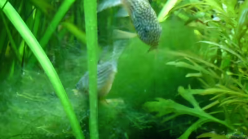 Cory wird angebalzt vom Männchen  von Nico (53)