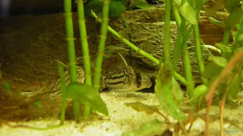 Corydas Schwarzi von Antje und Daniel (3)