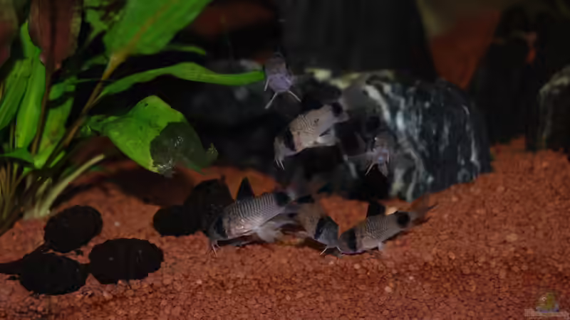 Corydora Panda von Holsch805 (23)
