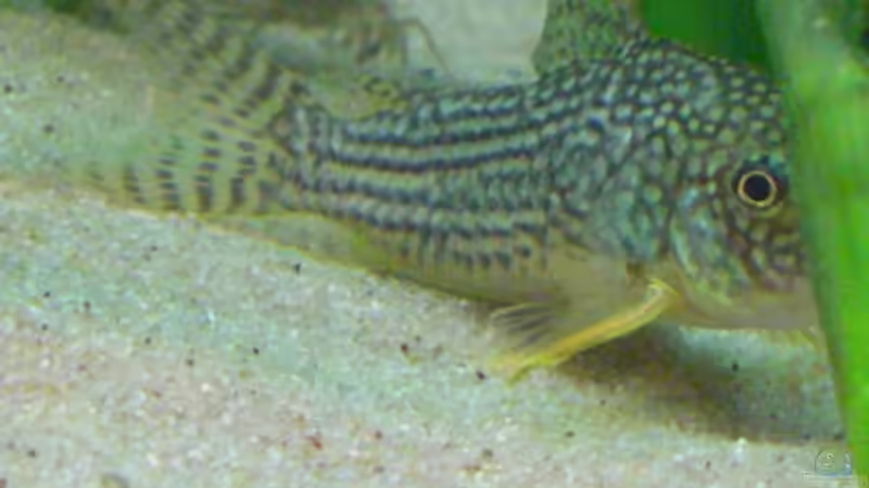 Corydora Sterbai von Eichi82 (15)