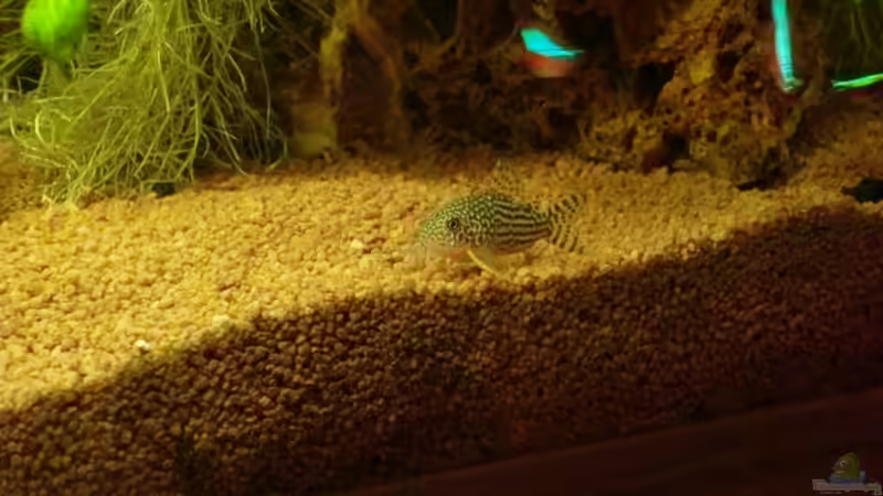 Corydoras - 1/10 von SpL (27)