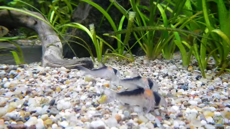 Corydoras adolfoi von borellii (19)
