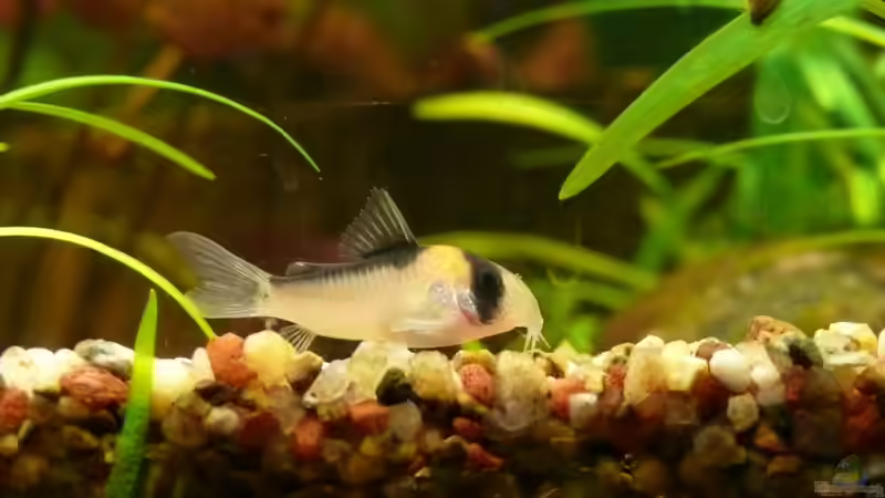 Corydoras adolfoi von Die kleine Meerjungfrau (50)