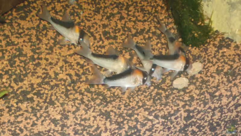 Corydoras adolfoi von Mario_83 (12)