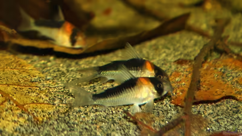 Corydoras adolfoi von marxbre (62)