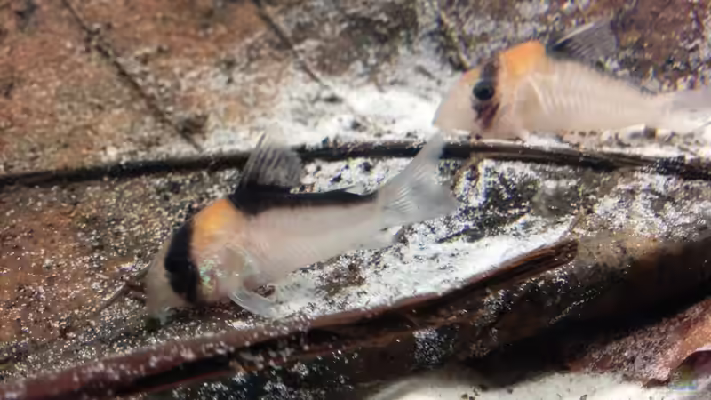 Corydoras Adolfoi von Simon2 (3)