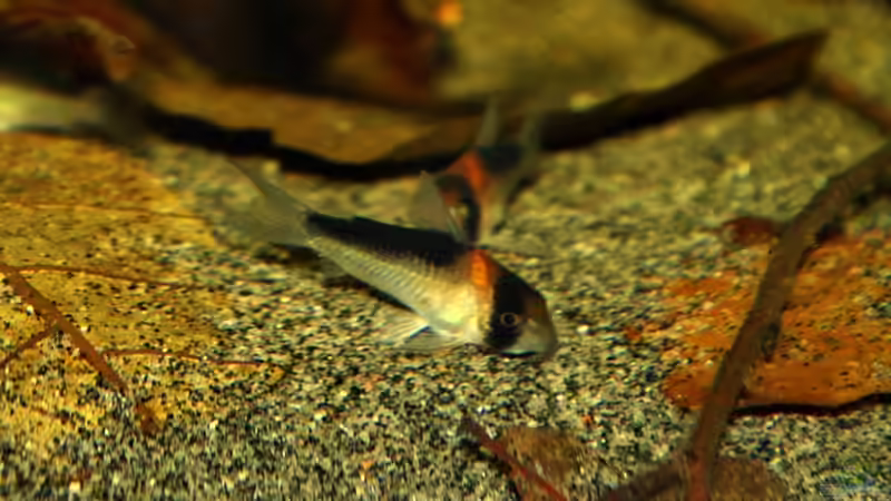 Aquarien mit Corydoras adolfoi (Adolfos Panzerwels)