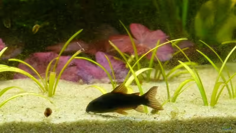 Corydoras aenaeus ´black´ von Die kleine Meerjungfrau (48)