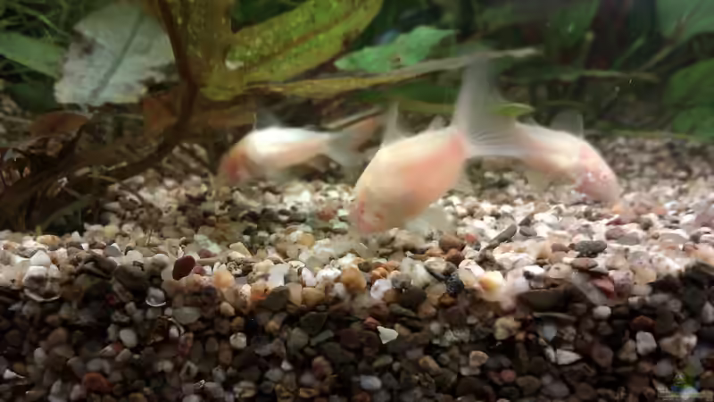 Corydoras aeneus // Albino Panzerwels von Biffty (24)