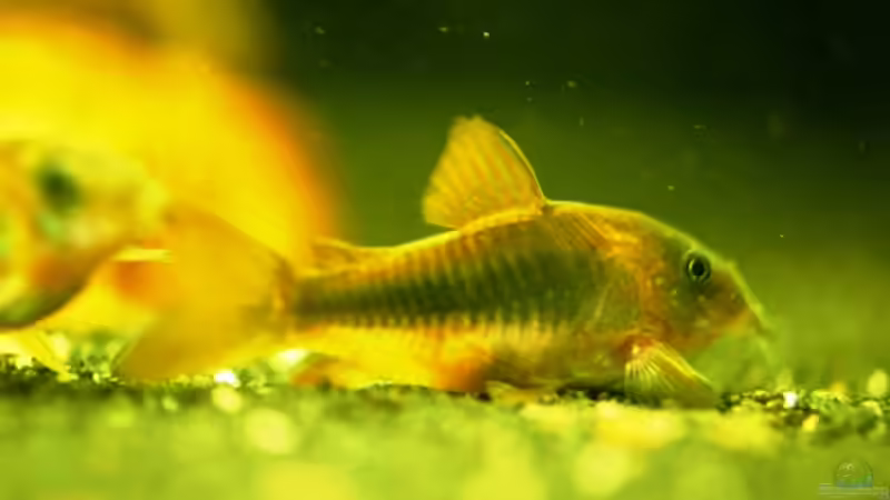 Corydoras aeneus - Metallpanzerwels von Launebär (11)