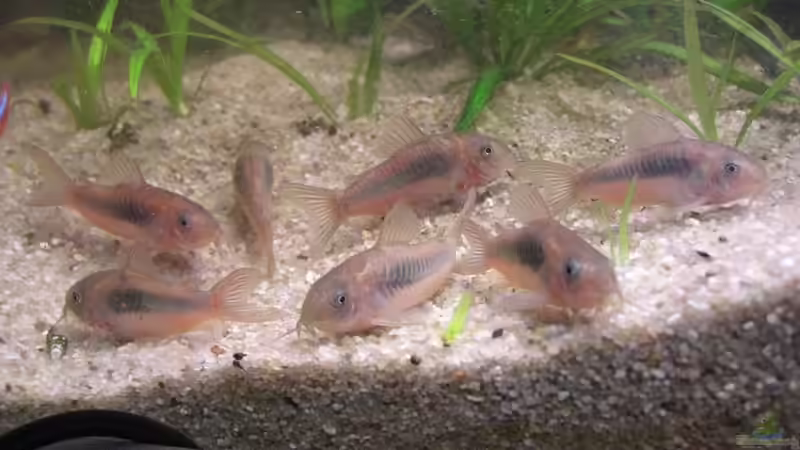 Einrichtungsbeispiele für Metallpanzerwelse (Corydoras aeneus)