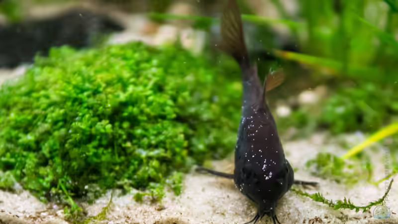 Corydoras aeneus (black)  von Betta Chris (146)