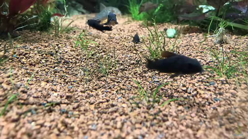 Corydoras aeneus black von Acero (50)
