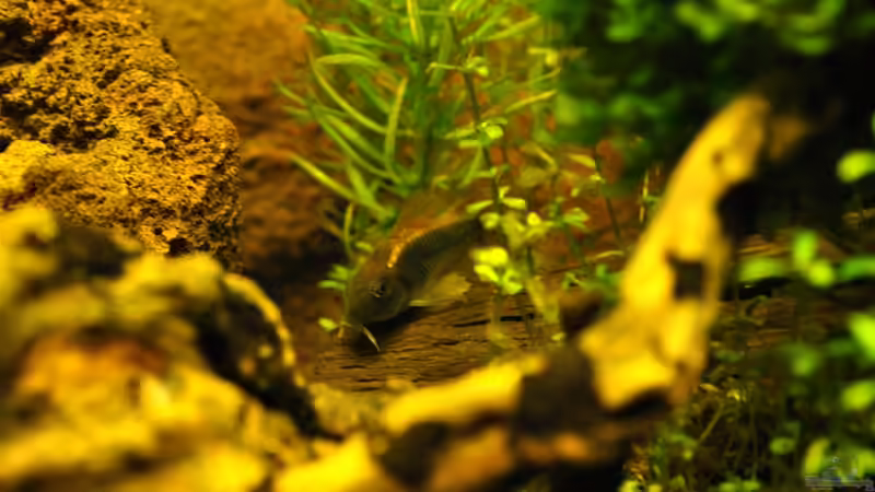 Einrichtungsbeispiele für Metallpanzerwelse (Corydoras aeneus)