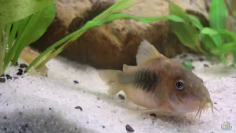 Corydoras aeneus (Metall-Panzerwels) von Morten (11)