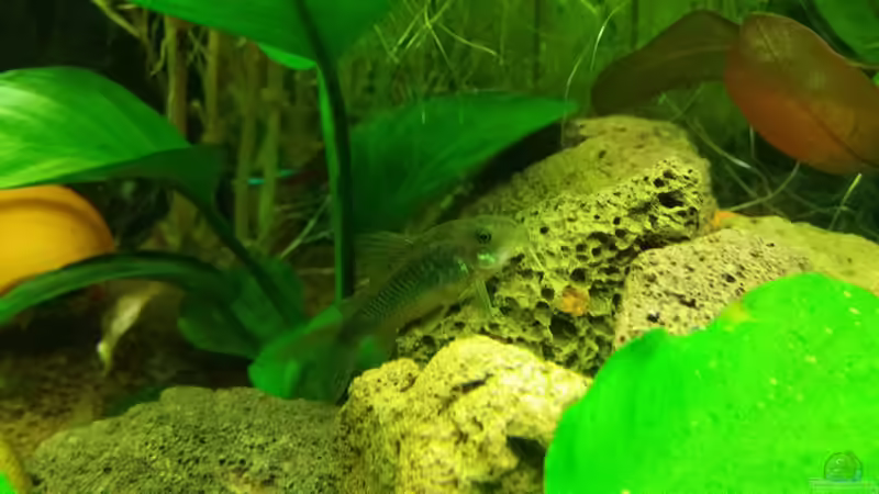 Corydoras aeneus Peru Gold Stripe (Goldstreifen Panzerwels) von Pitt1platsch (4)