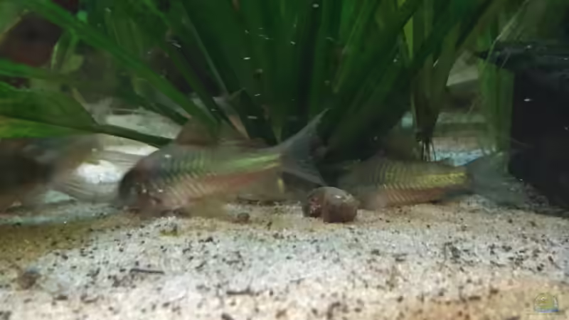 Corydoras Aeneus Trinidat F2  von Marcus Lucke (21)
