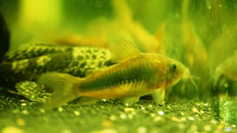 Corydoras aeneus und Ancistrus sp. von Launebär (14)