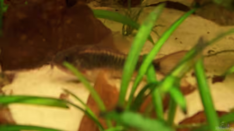 Corydoras aeneus von Alexander Schild (19)