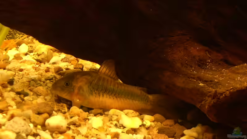 Corydoras aeneus von @quarium Cologne (77)