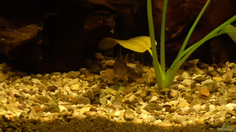 Corydoras aeneus von @quarium Cologne (78)