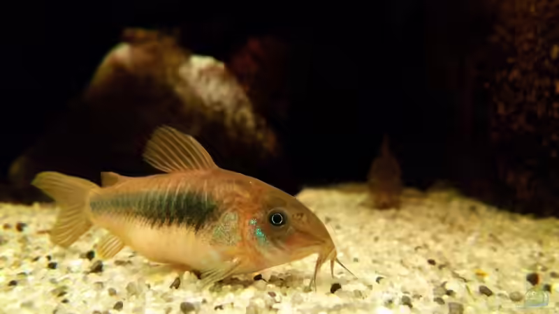 Corydoras aeneus von navicula (3)