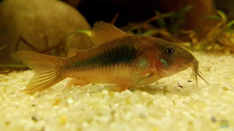 Corydoras aeneus von navicula (5)
