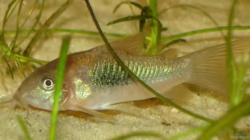 Corydoras aeneus von Susanne Gillig (3)