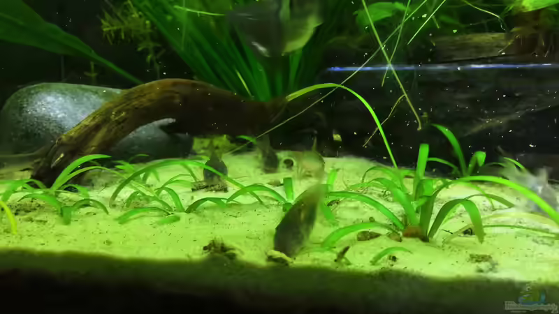 Corydoras Aeneus von Theresa Horak (5)