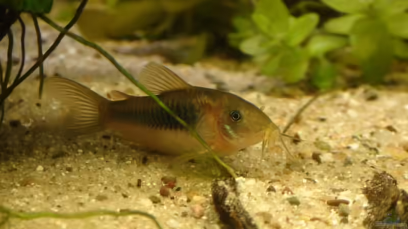 Corydoras aeneus von xAquix (2)