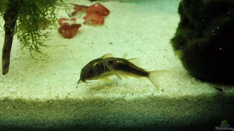 Einrichtungsbeispiele für Metallpanzerwelse (Corydoras aeneus)