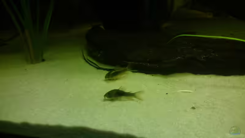 Corydoras Aenus auf Sand, da fühlen sie sich wohl von DennisTheMenis (20)