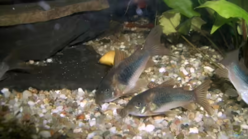 Corydoras aenus von Vabene (16)