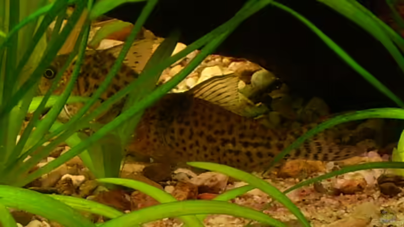 Corydoras agasizii von @quarium Cologne (83)